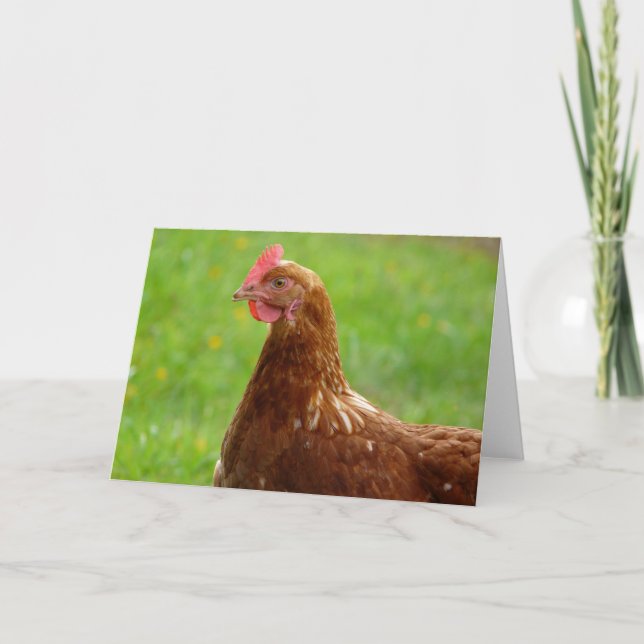Laying Hen Rhode Island Red Chicken Card (Front)