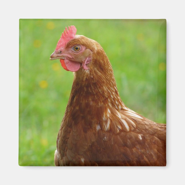 Laying Hen Rhode Island Red Chicken Magnet (Front)