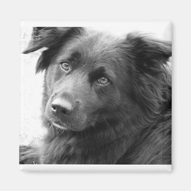 Layla Magnet (Front)