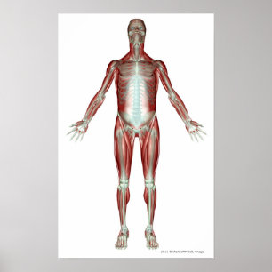 Layout of all the muscles in the human body poster