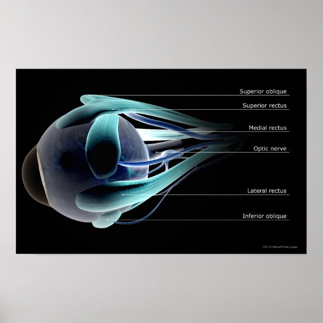 Layout of all the muscles in the human eye poster (Front)