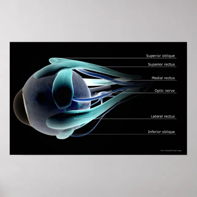 Layout of all the muscles in the human eye poster | Zazzle
