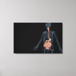 Layout of the human digestive system canvas print