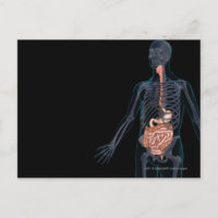 Layout of the human digestive system