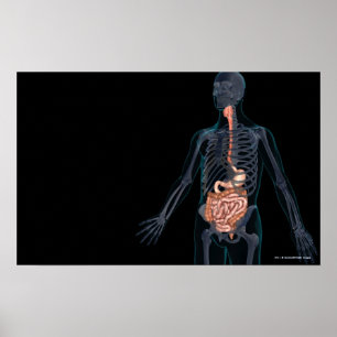 Layout of the human digestive system poster