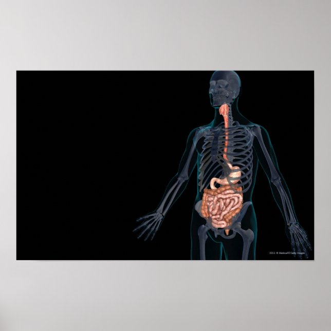 Layout of the human digestive system poster (Front)