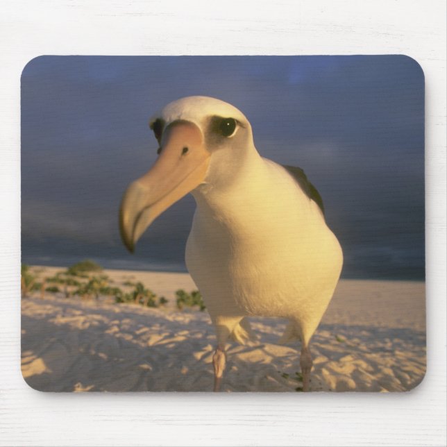 Laysan Albatross, Diomedea immutabilis), Mouse Mat (Front)