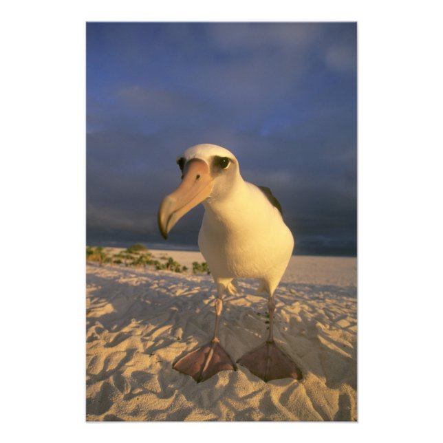 Laysan Albatross, Diomedea immutabilis), Photo Print (Front)