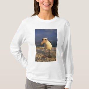 Laysan Albatross, Diomedea immutabilis), T-Shirt