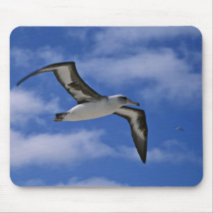 Laysan albatross flying in air mouse mat
