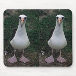 Laysan albatross standing mouse mat