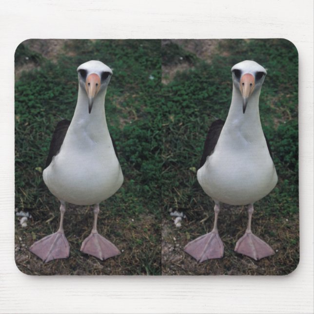 Laysan albatross standing mouse mat (Front)