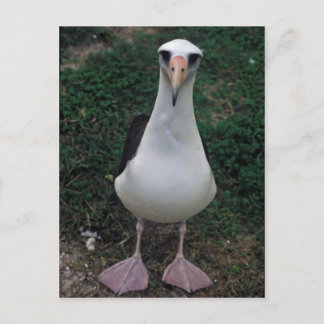 Laysan albatross standing postcard