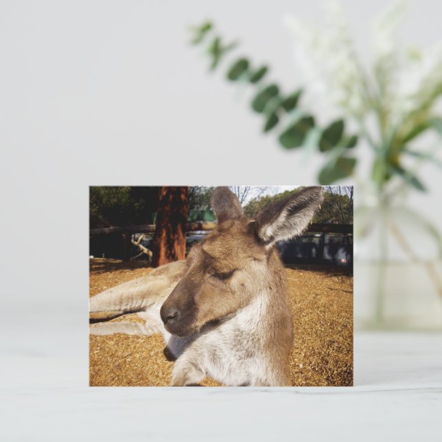 Lazing Kangaroo Close Up, Postcard (Standing Front)