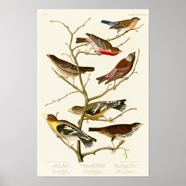 Lazuli Finch John James Audubon Birds of America Poster (Front)