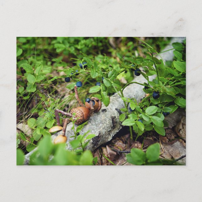 Lazy Acorn elf eating blueberries  Postcard (Front)