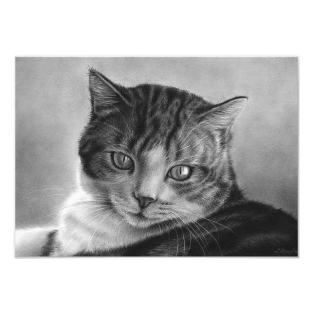 Lazy Afternoons Cat Photo Print (Front)