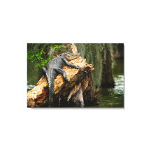 Lazy Alligator Stretched Canvas Print by DeGruy