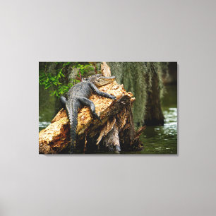 Lazy Alligator Stretched Canvas Print by DeGruy