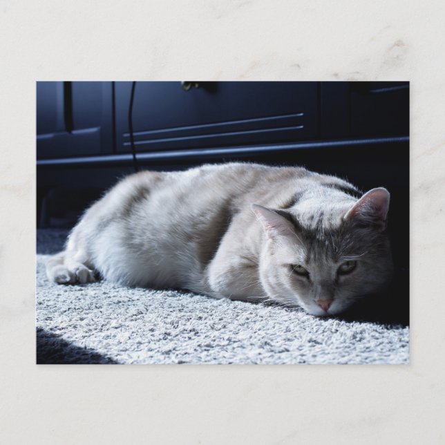 Lazy Cat Napping Postcard (Front)