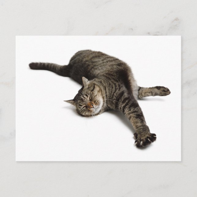 Lazy Cat Stretching Postcard (Front)
