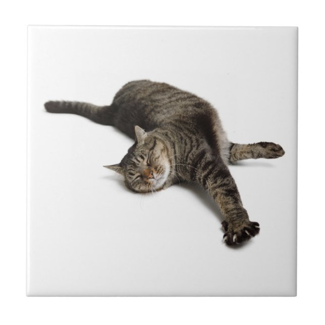 Lazy Cat Stretching Tile (Front)