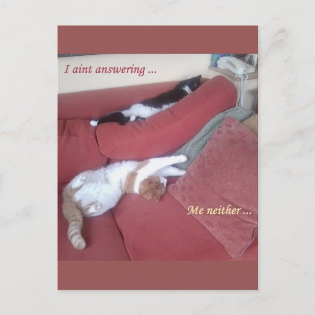 Lazy Cats Fun Postcard - Catnap (Front)