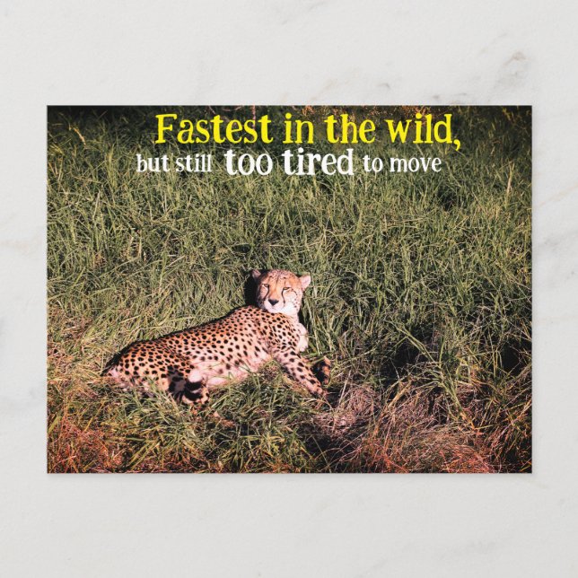 Lazy cheetah photo postcard (Front)