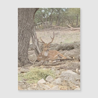 Lazy Deer Magnet