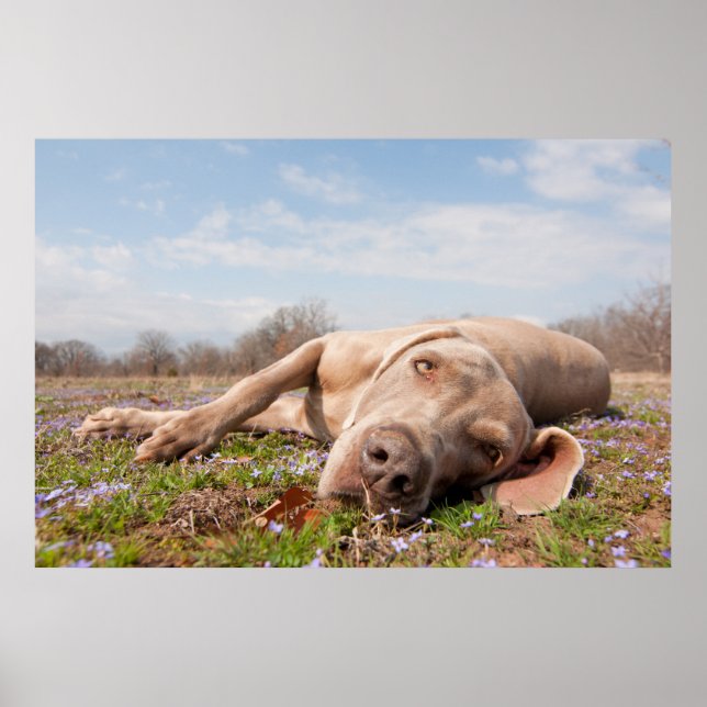 Lazy Dog Poster (Front)