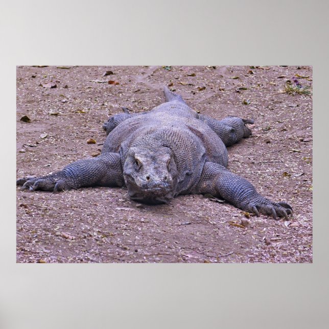 Lazy Dragon Lying Out Poster (Front)