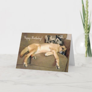 Lazy Hound Dog Napping on Couch Card