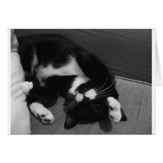 Lazy Kitten