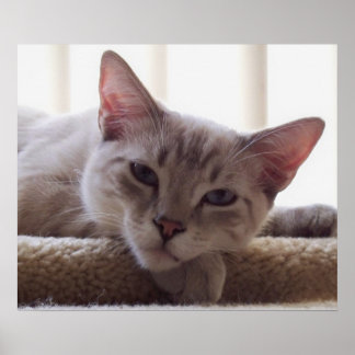 Lazy Kitten, Bengal Siamese Cat Photo 24x20 Poster