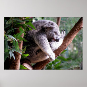 Lazy Koala Poster