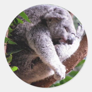 Lazy Koala Sticker