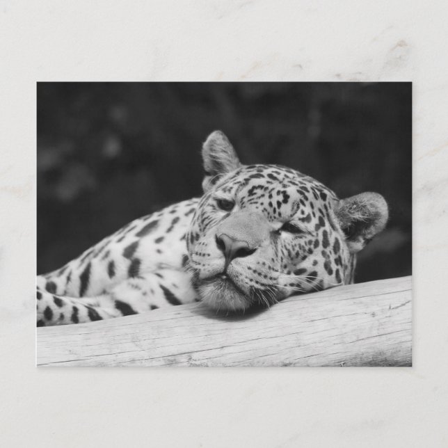 "Lazy Leopard" Postcard (Front)