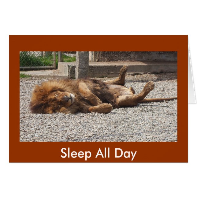 Lazy Lion (Front Horizontal)