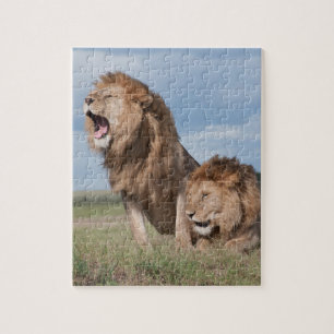 Lazy Lion Brothers on the Savannah Jigsaw Puzzle
