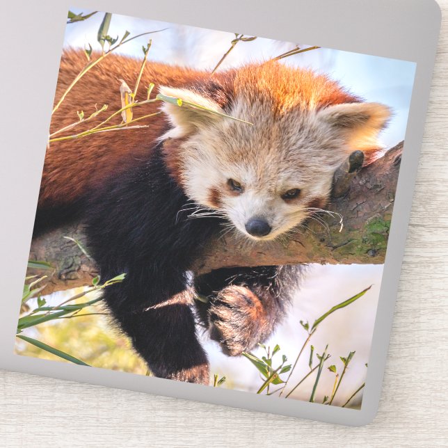 Lazy little red panda (Detail)