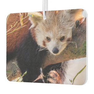 Lazy little red panda car air freshener