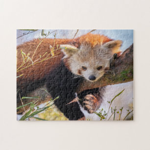 Lazy little red panda jigsaw puzzle