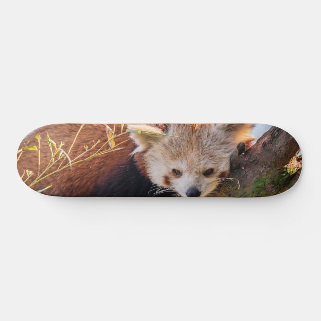 Lazy little red panda skateboard (Horz)