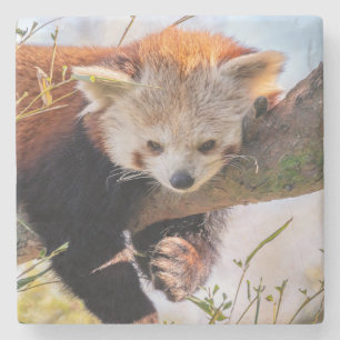 Lazy little red panda stone coaster