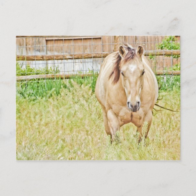 Lazy Morning Postcard (Front)