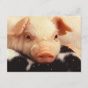 Lazy Piglet Postcard
