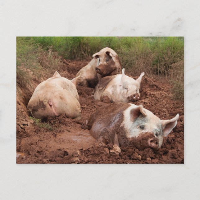 Lazy Pigs in Mud Postcard (Front)