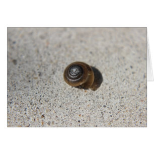 Lazy Snail