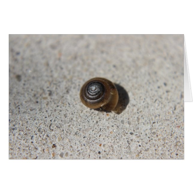 Lazy Snail (Front Horizontal)