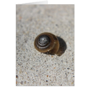 Lazy Snail